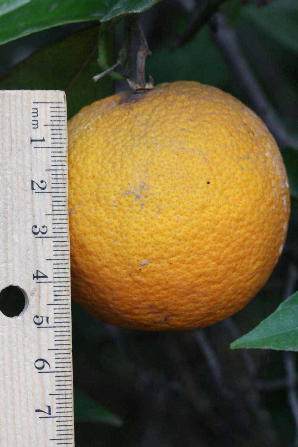            Fruit (Riverside, CA)   